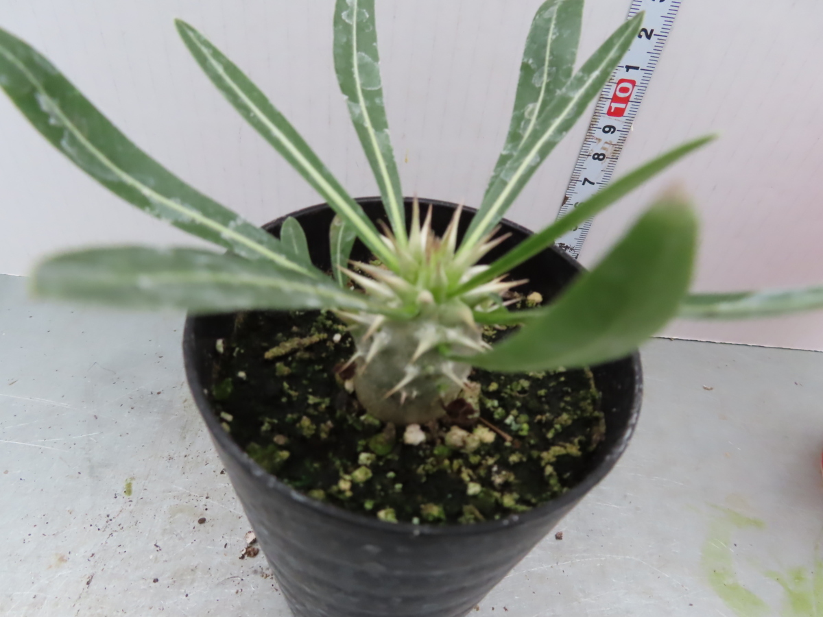 ユ318 塊根植物 実生 パキポディウム グラキリス 現地採種株 種から発芽 発根 Pachypodium Gracilius 観葉植物 売買されたオークション情報 Yahooの商品情報をアーカイブ公開 オークファン Aucfan Com