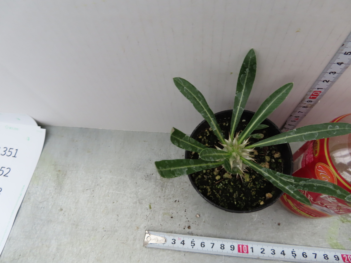 ユ318 塊根植物 実生 パキポディウム グラキリス 現地採種株 種から発芽 発根 Pachypodium Gracilius 観葉植物 売買されたオークション情報 Yahooの商品情報をアーカイブ公開 オークファン Aucfan Com