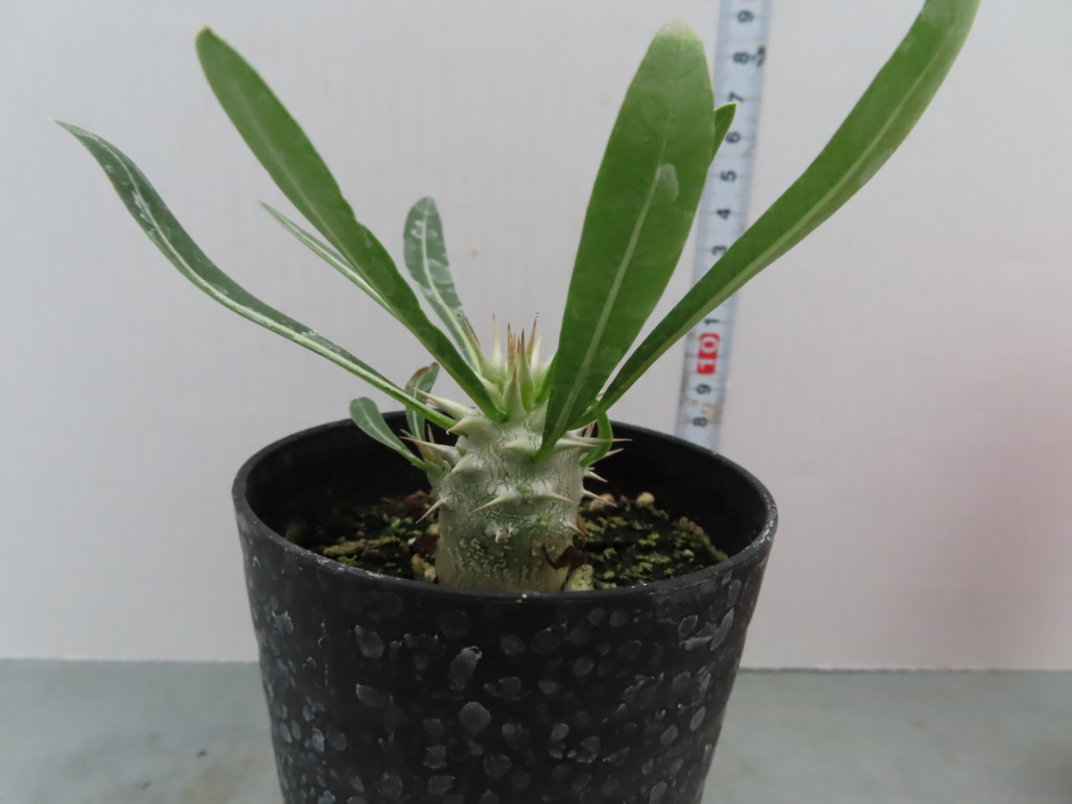 ユ318 塊根植物 実生 パキポディウム グラキリス 現地採種株 種から発芽 発根 Pachypodium Gracilius 観葉植物 売買されたオークション情報 Yahooの商品情報をアーカイブ公開 オークファン Aucfan Com