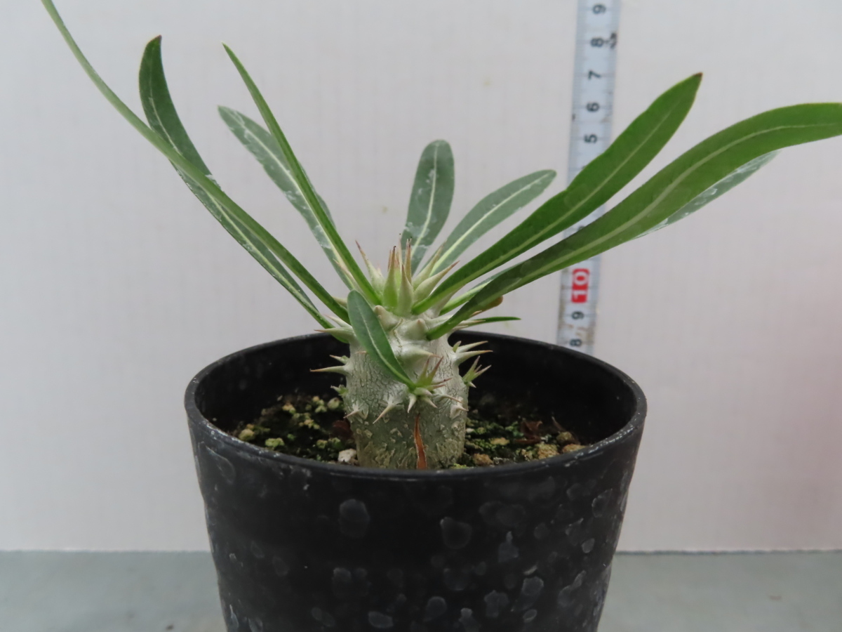 ユ318 塊根植物 実生 パキポディウム グラキリス 現地採種株 種から発芽 発根 Pachypodium Gracilius 観葉植物 売買されたオークション情報 Yahooの商品情報をアーカイブ公開 オークファン Aucfan Com