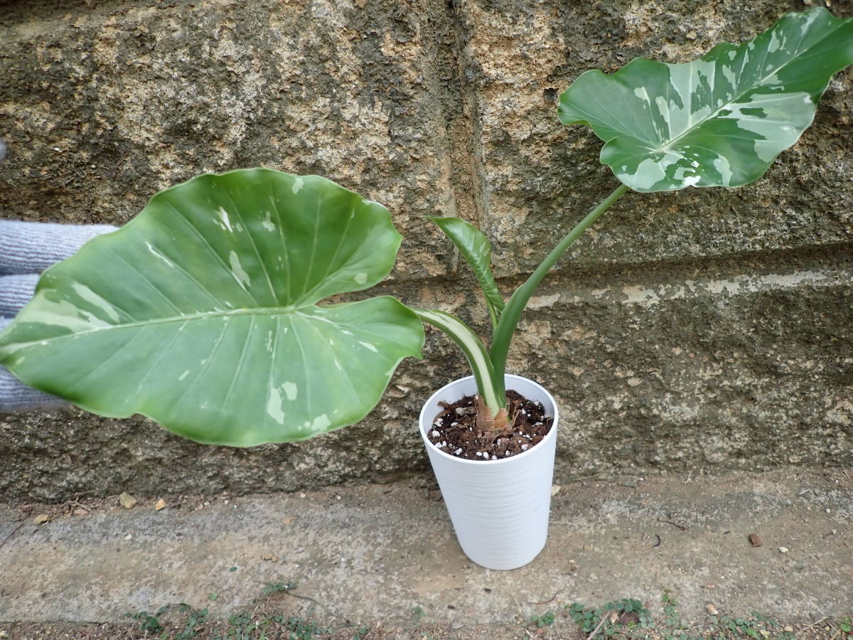 odora アロカシア Alocasia クワズイモ 斑入り 白斑 アロカシア 