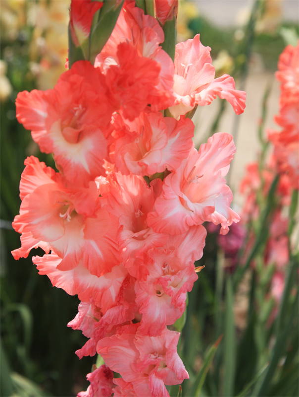 ピンク色のグラジオラスの球根 特大サイズ3球 木子50個程度 05 球根 売買されたオークション情報 Yahooの商品情報をアーカイブ公開 オークファン Aucfan Com