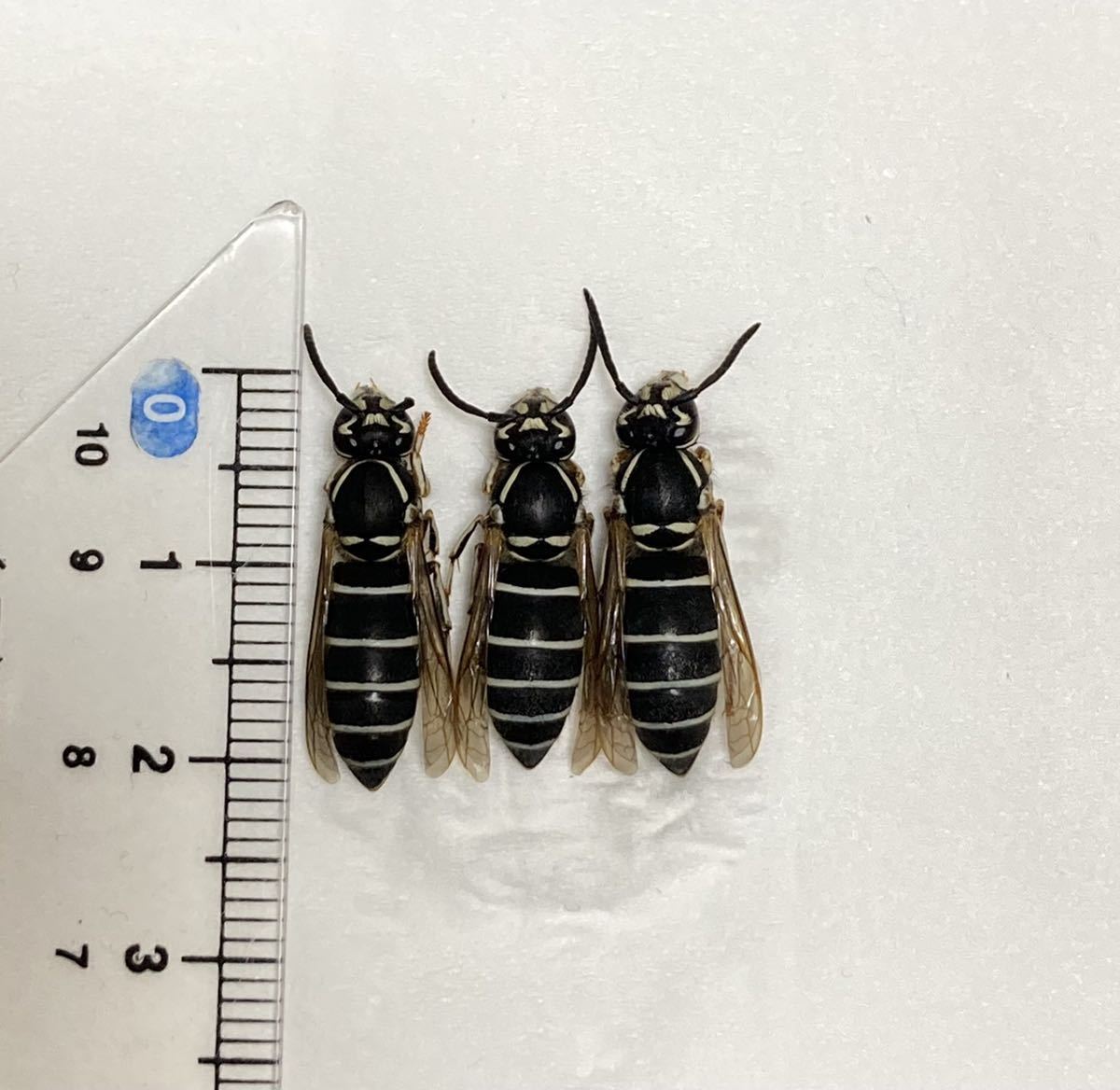レア種〉昆虫標本 クロスズメバチ 女王バチ3個体 大型サイズ美麗標本