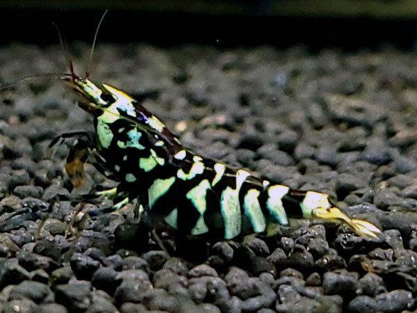 ブラックレガリアレックス