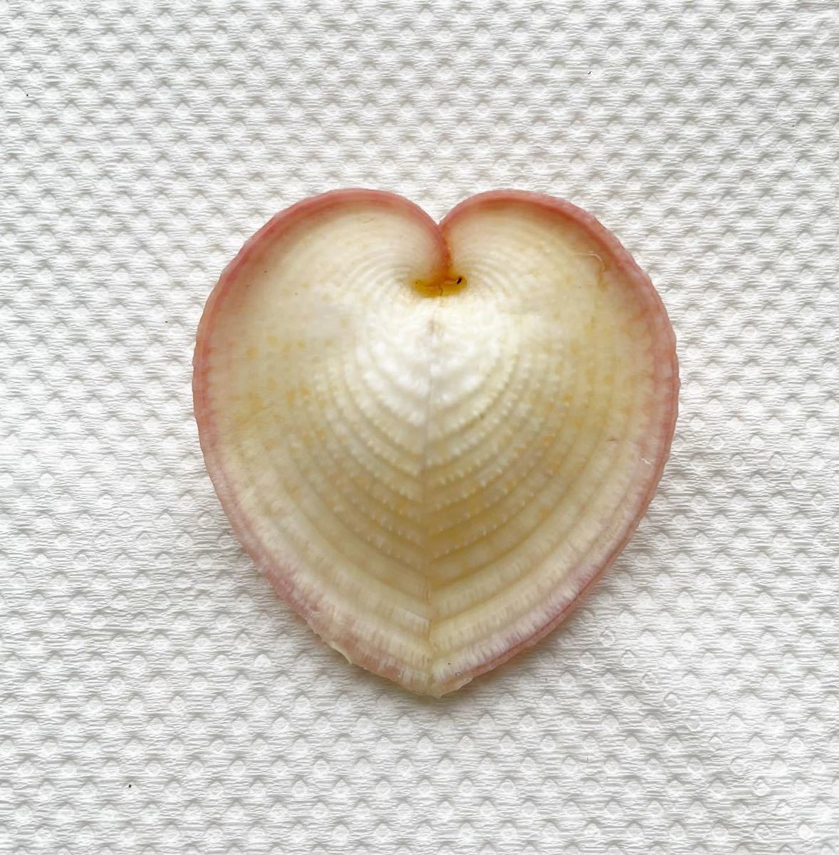 出色 リュウキュウアオイ 貝殻 インテリア 約3 4ｃｍ Trademarketingforce Com Br