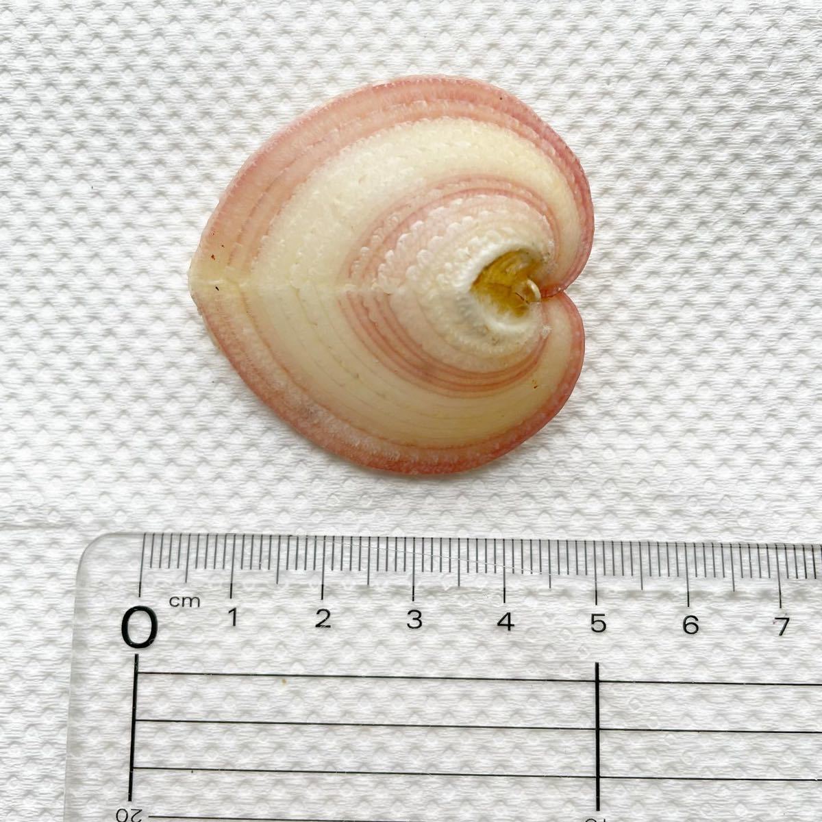 人気ブランドの リュウキュウアオイ ハート貝 3個セット 置物