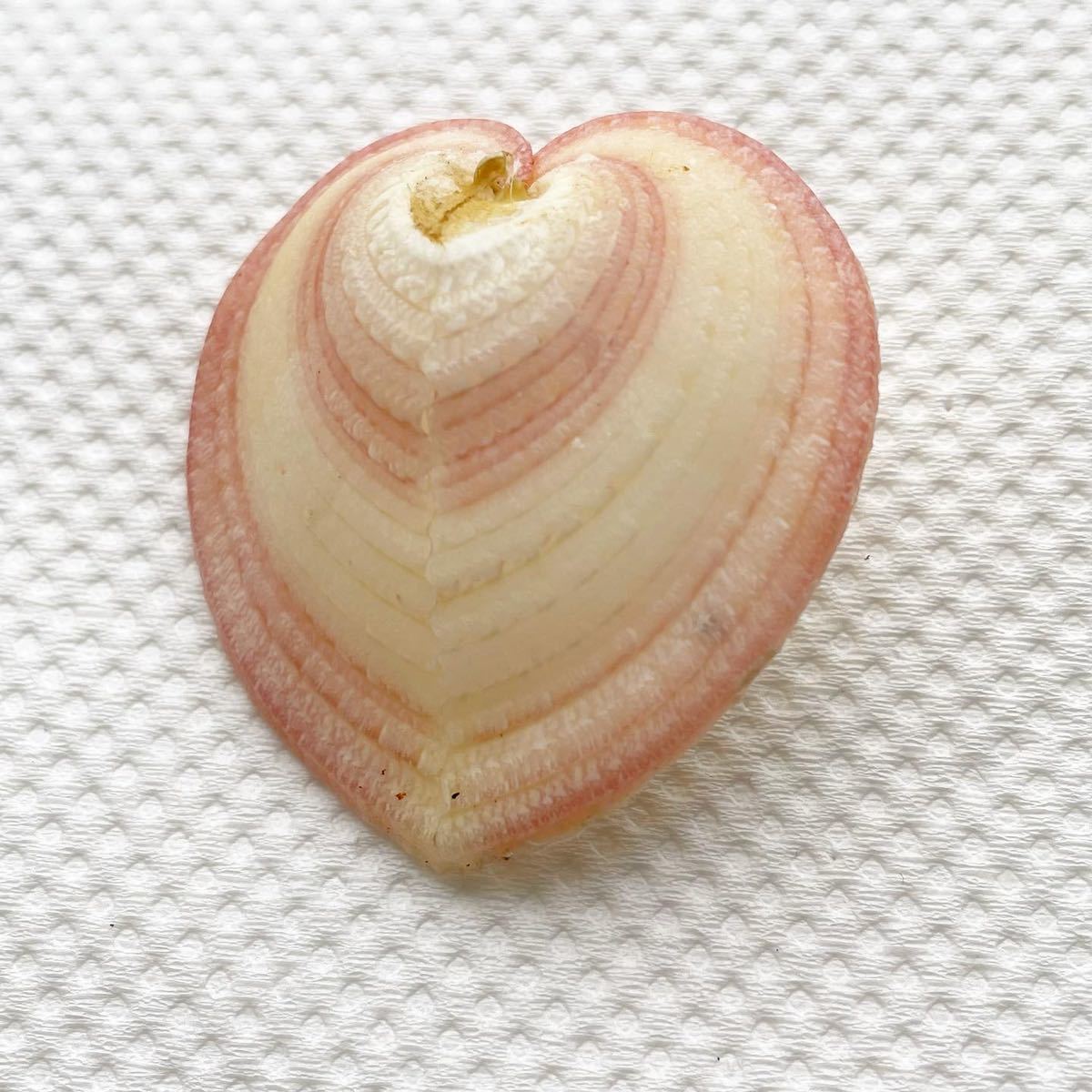 カブトアオイガイ 貝殻 貝 標本 シェル ハート貝 かいがら 骨格 ピンク色 かわいい コレクター リュウキュウアオイ ハート型 その他 売買されたオークション情報 Yahooの商品情報をアーカイブ公開 オークファン Aucfan Com