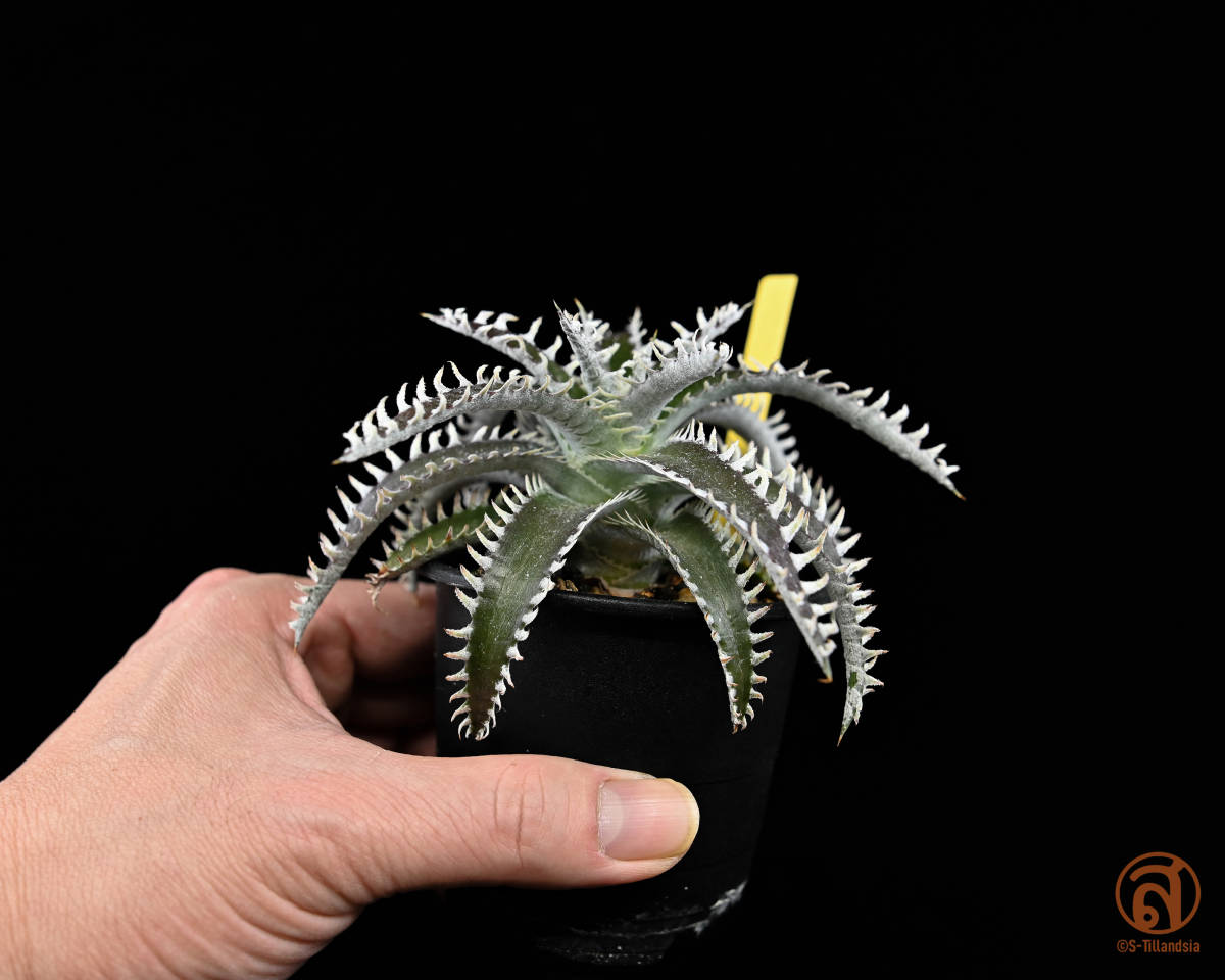 Dyckia x and 'Arizona Hell' & 40' 'Route ディッキア ('Heaven S