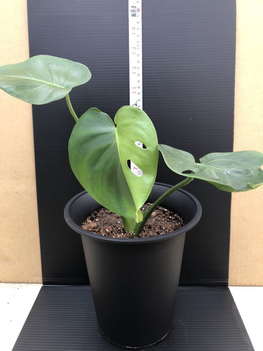 モンステラ デリシオーサ実生苗 斑入り／Monstera deliciosa variegata