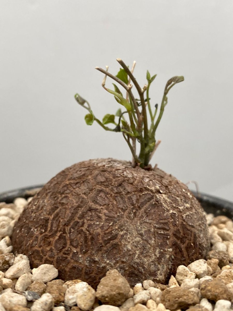 plants260513d90_1_43743688-a673-40bd-bb7e-ce64b75f199d