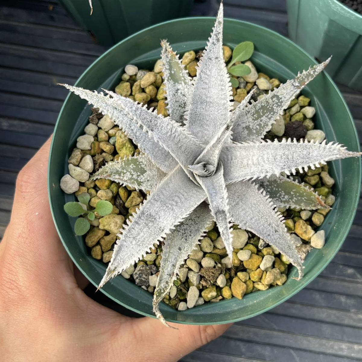 Dyckia SnowShark ディッキア スノーシャーク(サボテン)｜売買された 