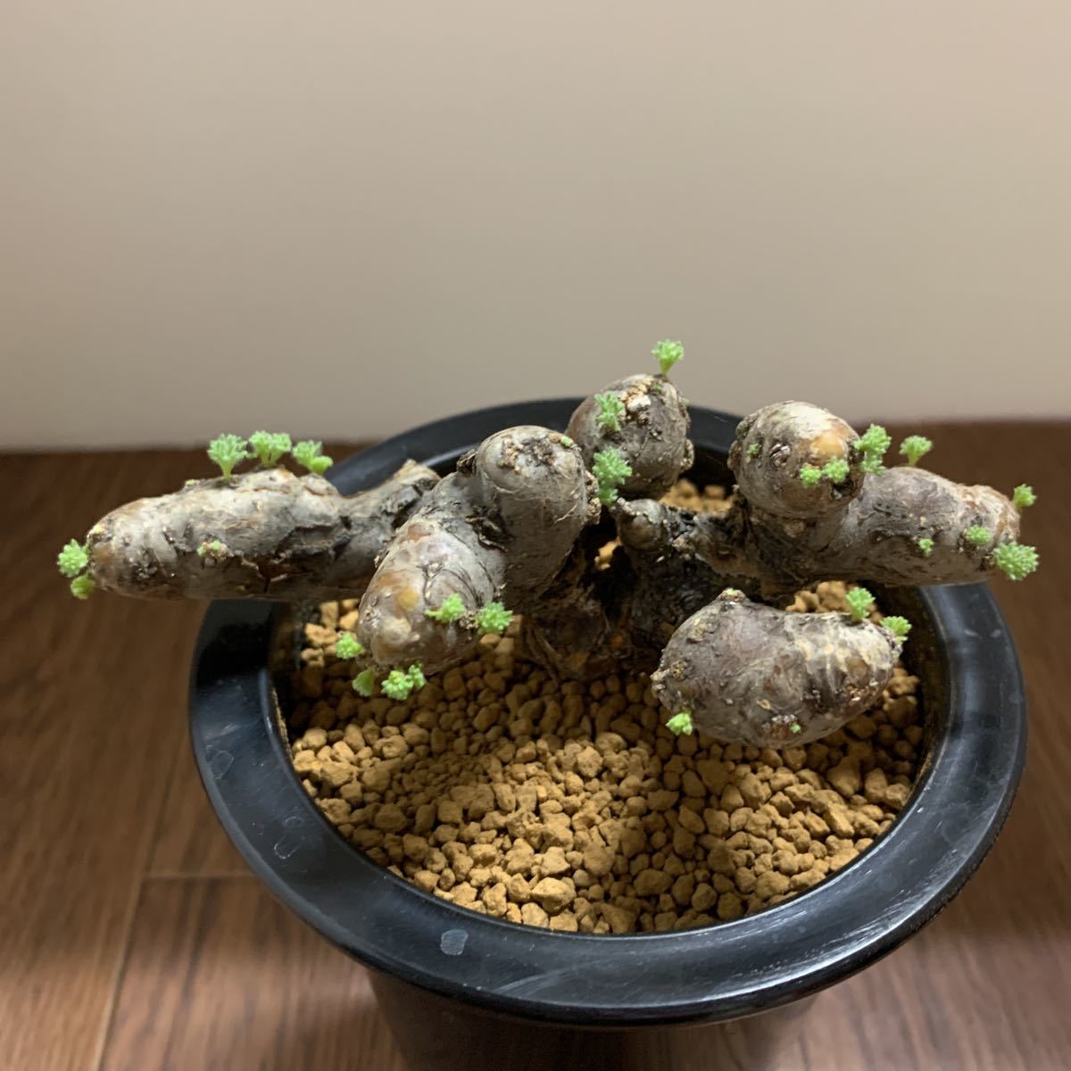 多肉植物 ハオルシア 裏般若錦極上斑 【定番人気，SALE】 【公式通販】
