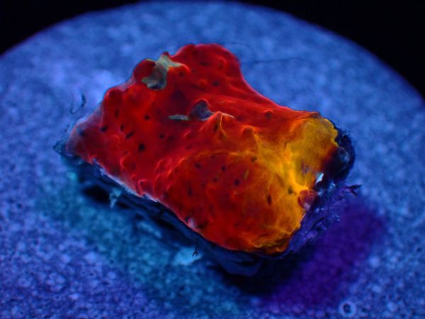 ■HIMAWARI■ ディープシーエチノフィリアSP　レッドオレンジ/ J.11 同日1円スタート大放出！　サンゴ　コーラル