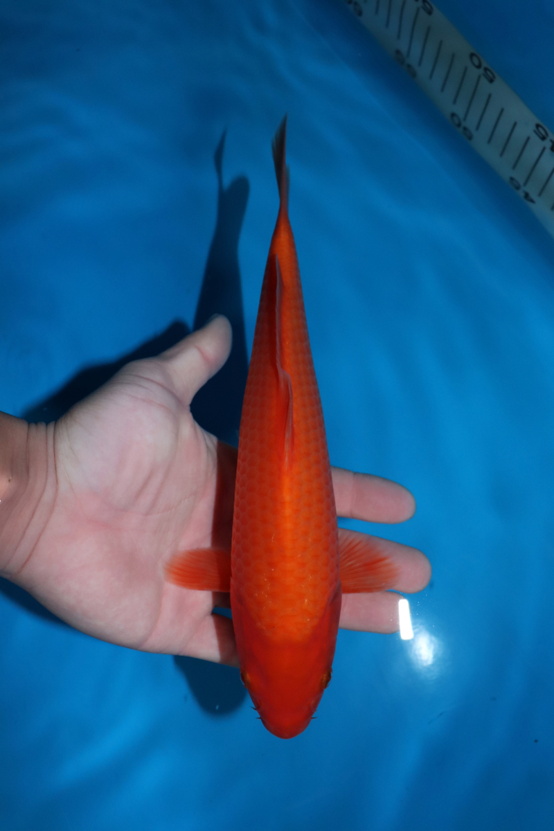  魚酔 獅子顔カラシ系 赤みはまだ が伸びそうなタイプの紅鯉 ２０２１年産 当才 23cm #SP-R(錦鯉)｜売買されたオークション情報、yahooの商品情報をアーカイブ公開 - オークファン 錦鯉