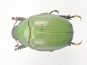 ウグイスコガネのYahoo!オークション(旧ヤフオク!)の相場・価格を見る