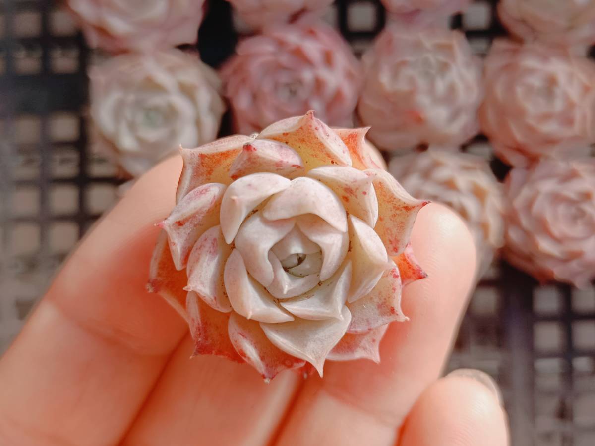 韓国多肉植物 韓国苗 エケベリア Echeveria 45- 48Green Apple