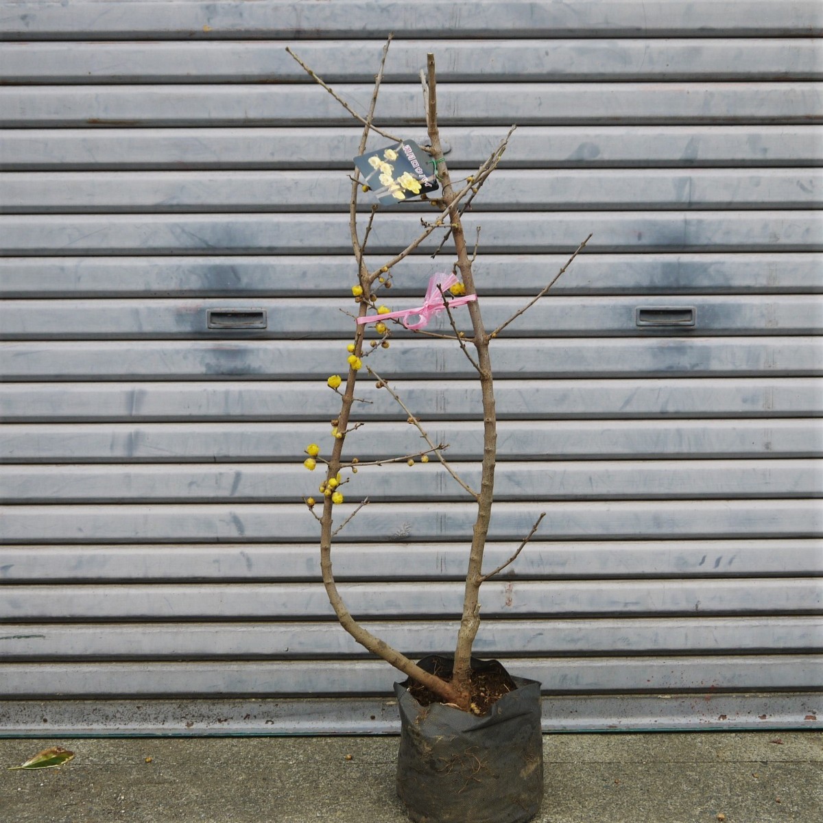 満月ロウバイ 蝋梅 老梅 ローバイ 落葉低木 芳香 甘い香り 花付き 100cm 植木 庭木 売買されたオークション情報 Yahooの商品情報をアーカイブ公開 オークファン Aucfan Com