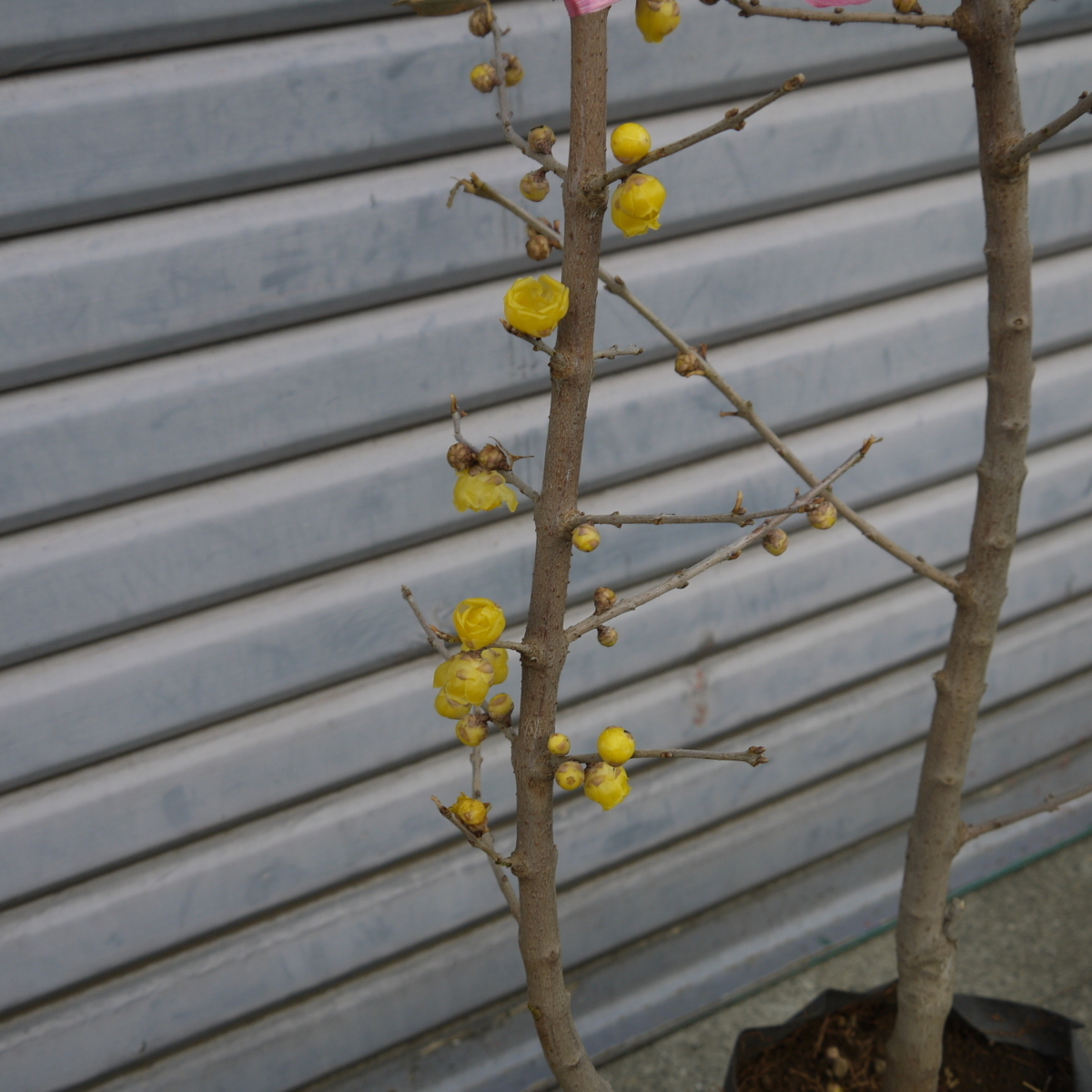 満月ロウバイ 蝋梅 老梅 ローバイ 落葉低木 芳香 甘い香り 花付き 100cm 植木 庭木 売買されたオークション情報 Yahooの商品情報をアーカイブ公開 オークファン Aucfan Com