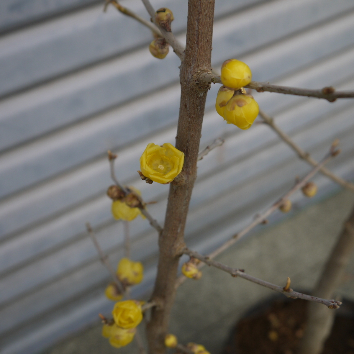 満月ロウバイ 蝋梅 老梅 ローバイ 落葉低木 芳香 甘い香り 花付き 100cm 植木 庭木 売買されたオークション情報 Yahooの商品情報をアーカイブ公開 オークファン Aucfan Com