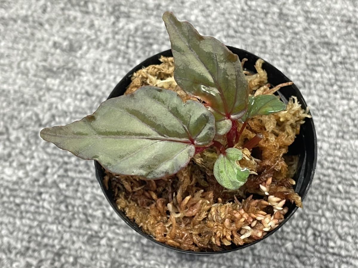 青ベゴニア Begonia sp.Temuyuk Kalimantan Berat ⑤