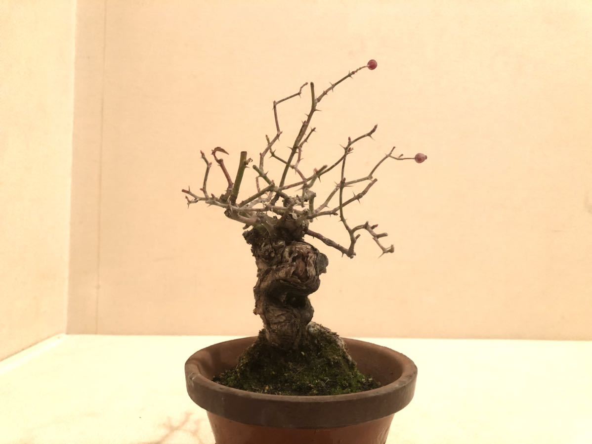バラ - 小品盆栽 野薔薇 野ばら ミニバラ盆栽愛好会 野バラ 野 page