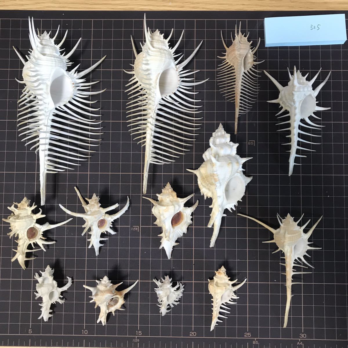 貝標本 貝殻 貝がら コレクション no.325 ホネガイ？ 科学、自然