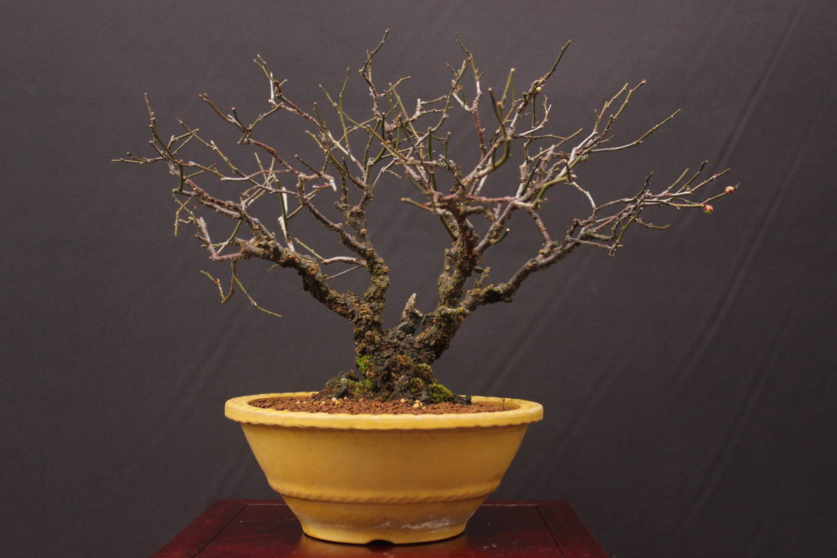 盆栽富士 古木 甲州野梅 小品盆栽 甲州 希少な赤花 盆栽富士 野梅