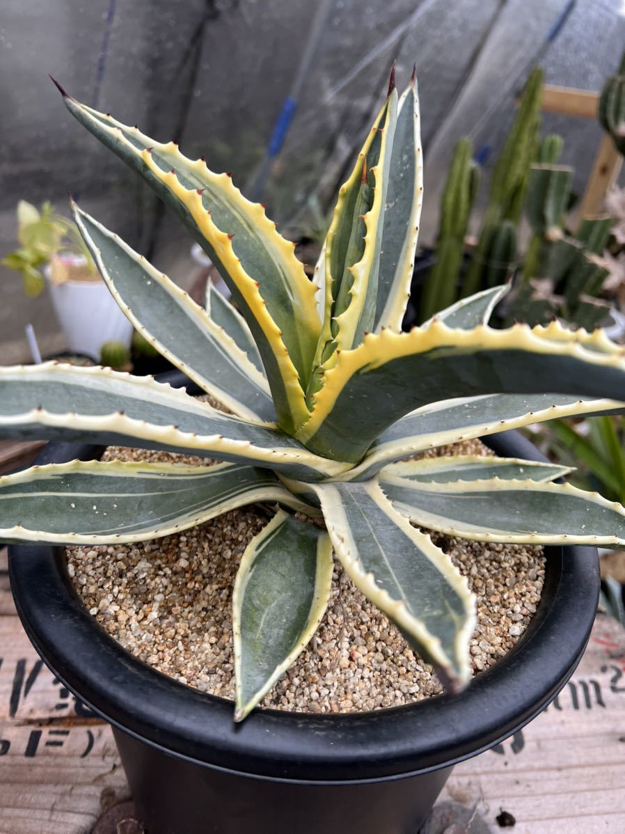 植物育成ライトGrowLight 6000K COBLED 5個 6000K : 15W植物育成ライト