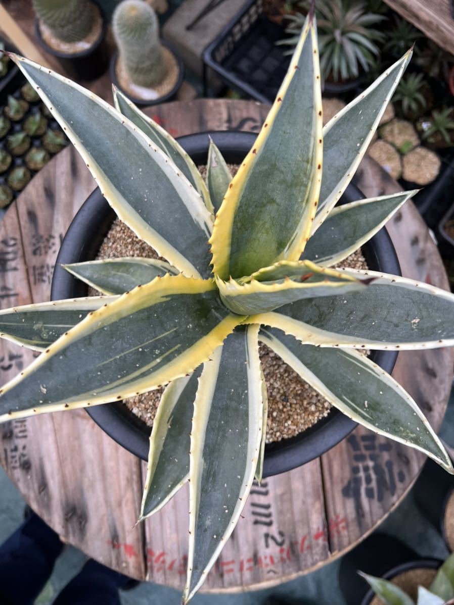 アガベ アメリカーナ 斑入り アメリカーナ錦 錦 | AGAVE americana