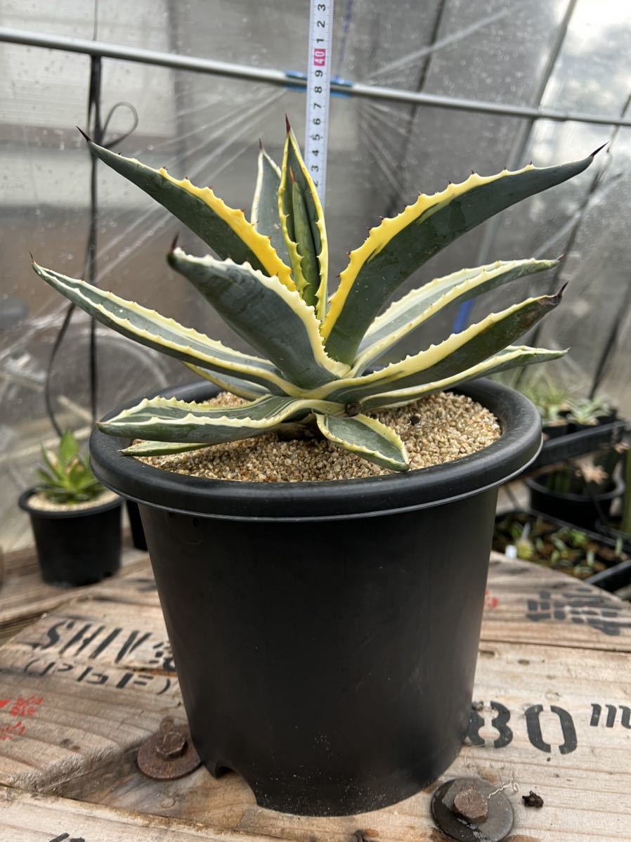 アガベ アメリカーナ 斑入り アメリカーナ錦 錦 | AGAVE americana