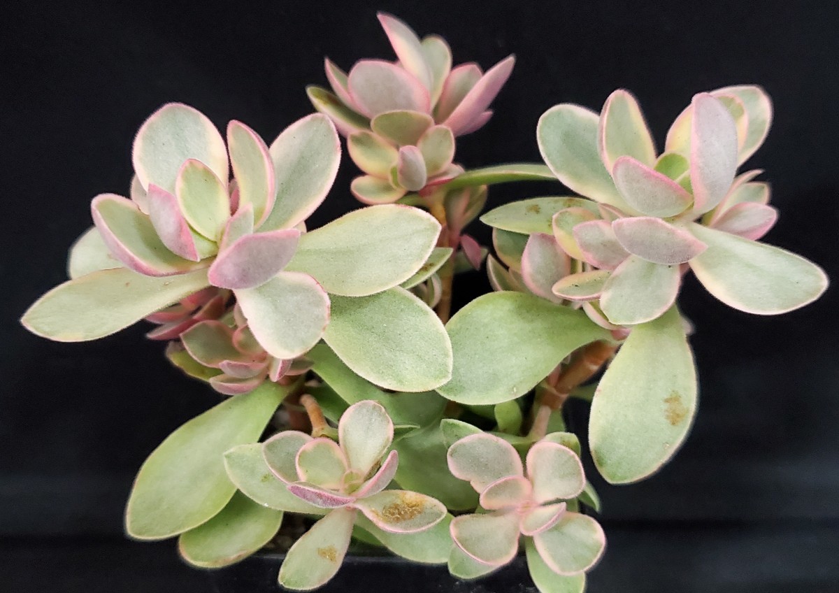 多肉植物 アプテニア属 ベビーサンローズ サボテン 売買されたオークション情報 Yahooの商品情報をアーカイブ公開 オークファン Aucfan Com