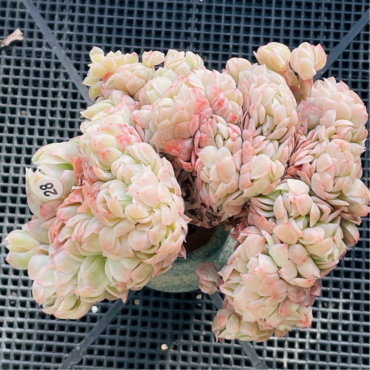 カリバナス フーケリー calibanus hookeri 国内実生（多肉植物 観葉