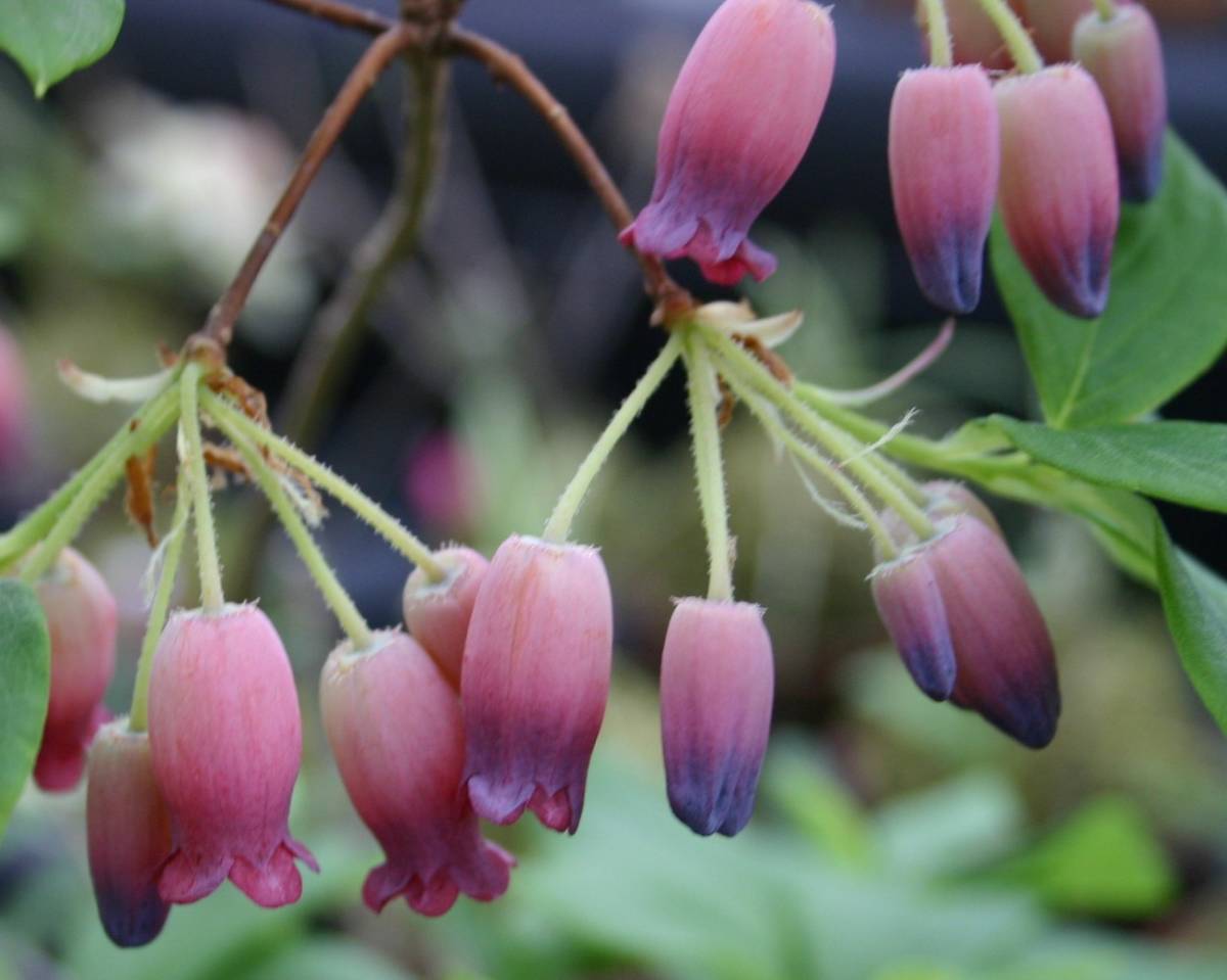 キヌガワヨウラクツツジ 花芽付き 栃木県日光鬼怒川産の最大輪種 草丈１５cm前後 ９cm鉢作りこみ 花 売買されたオークション情報 Yahooの商品情報をアーカイブ公開 オークファン Aucfan Com