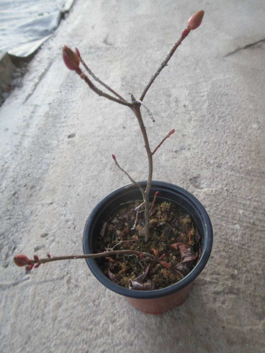 キヌガワヨウラクツツジ 花芽付き 栃木県日光鬼怒川産の最大輪種 草丈１５cm前後 ９cm鉢作りこみ 花 売買されたオークション情報 Yahooの商品情報をアーカイブ公開 オークファン Aucfan Com