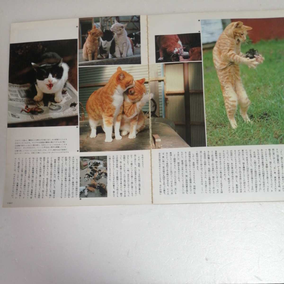 写楽 1981年9月号 表紙ポスター杉田かおる アイドル 芸能人 売買されたオークション情報 Yahooの商品情報をアーカイブ公開 オークファン Aucfan Com