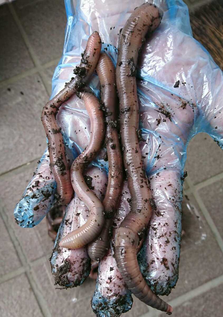 割引 ドバミミズ大 100匹 天然 ミミズ エサ 釣りエサ Jornalpanoramaminas Com Br