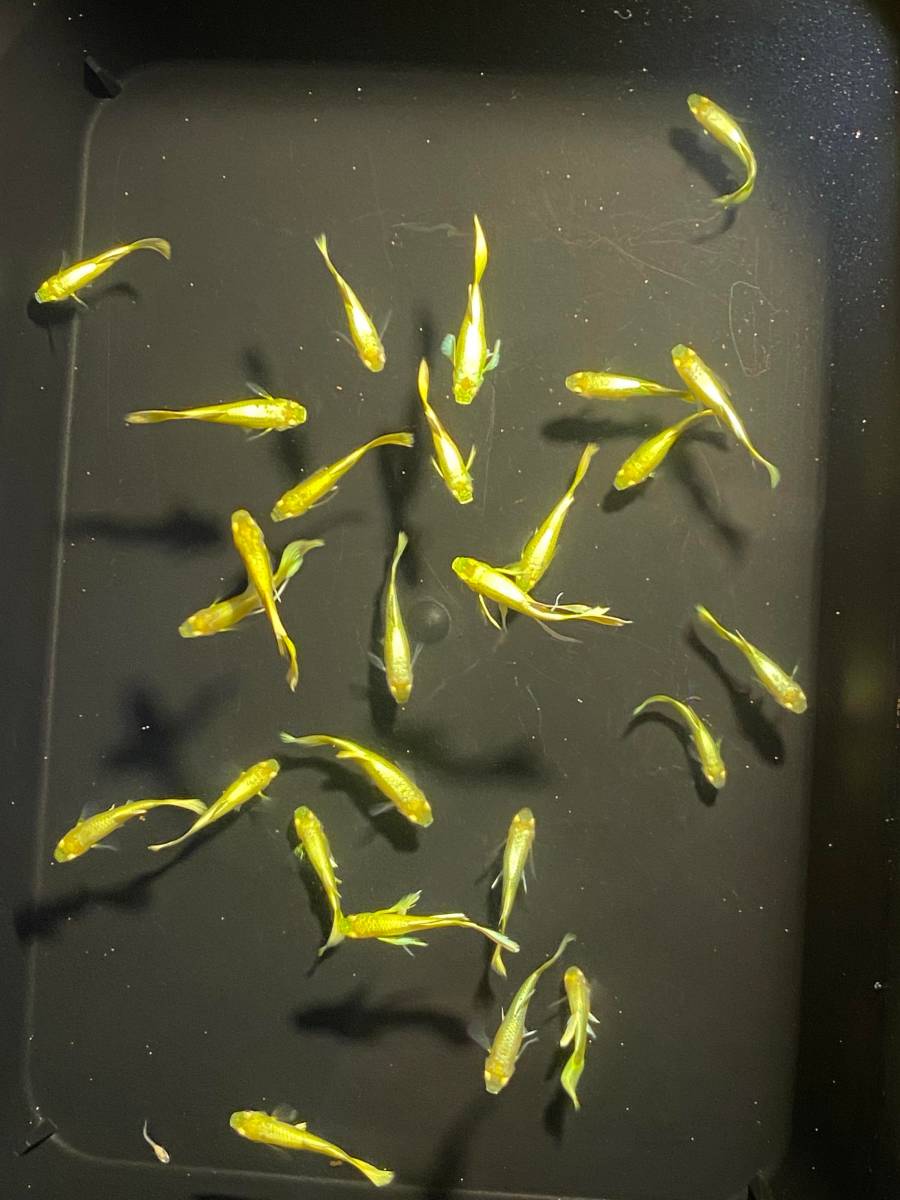 選別漏れ フルゴールド グッピー 水槽全て25匹セット グッピー 売買されたオークション情報 Yahooの商品情報をアーカイブ公開 オークファン Aucfan Com