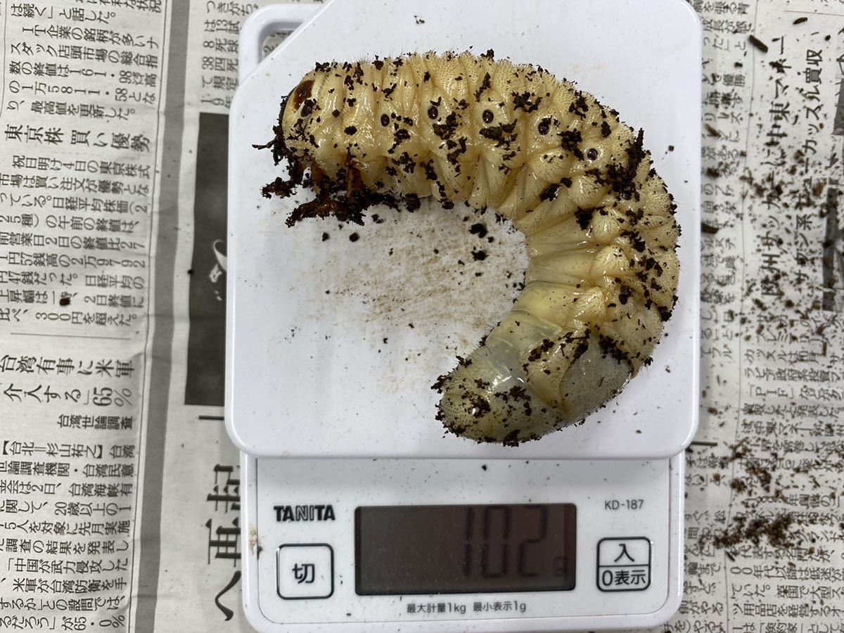 ヘラクレスオオカブト 幼虫 ペア オス102g メス もうすぐ蛹化 観察 外国産 売買されたオークション情報 Yahooの商品情報をアーカイブ公開 オークファン Aucfan Com