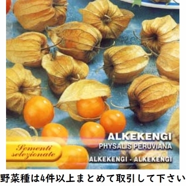 4件以上落札 食用ホオズキ種 食用ほおずき 粒 固定種 フルーツトマト ベリー感覚 野菜 売買されたオークション情報 Yahooの商品情報をアーカイブ公開 オークファン Aucfan Com