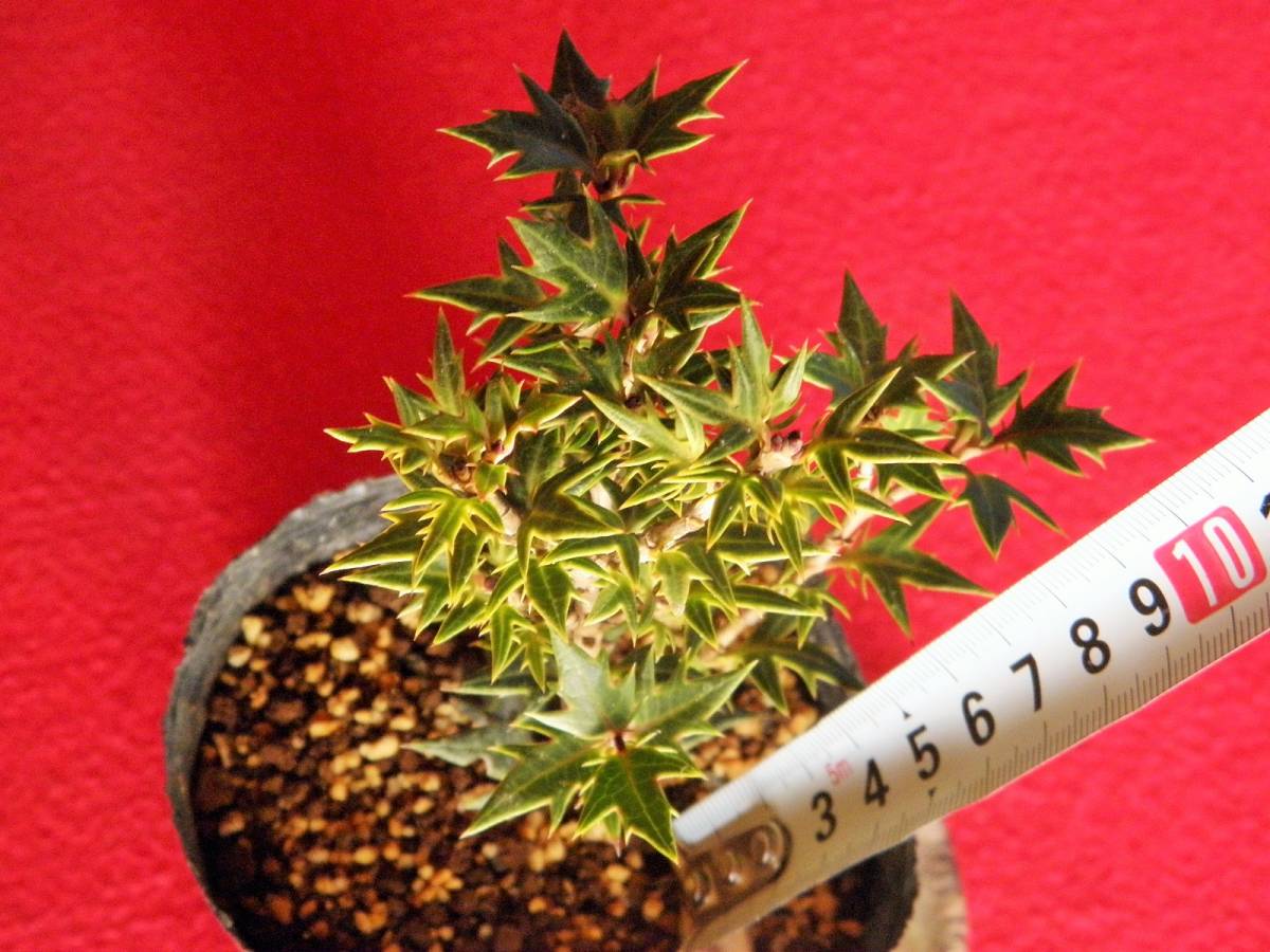 F 柊 ヒイラギ 抜き苗 ¥600