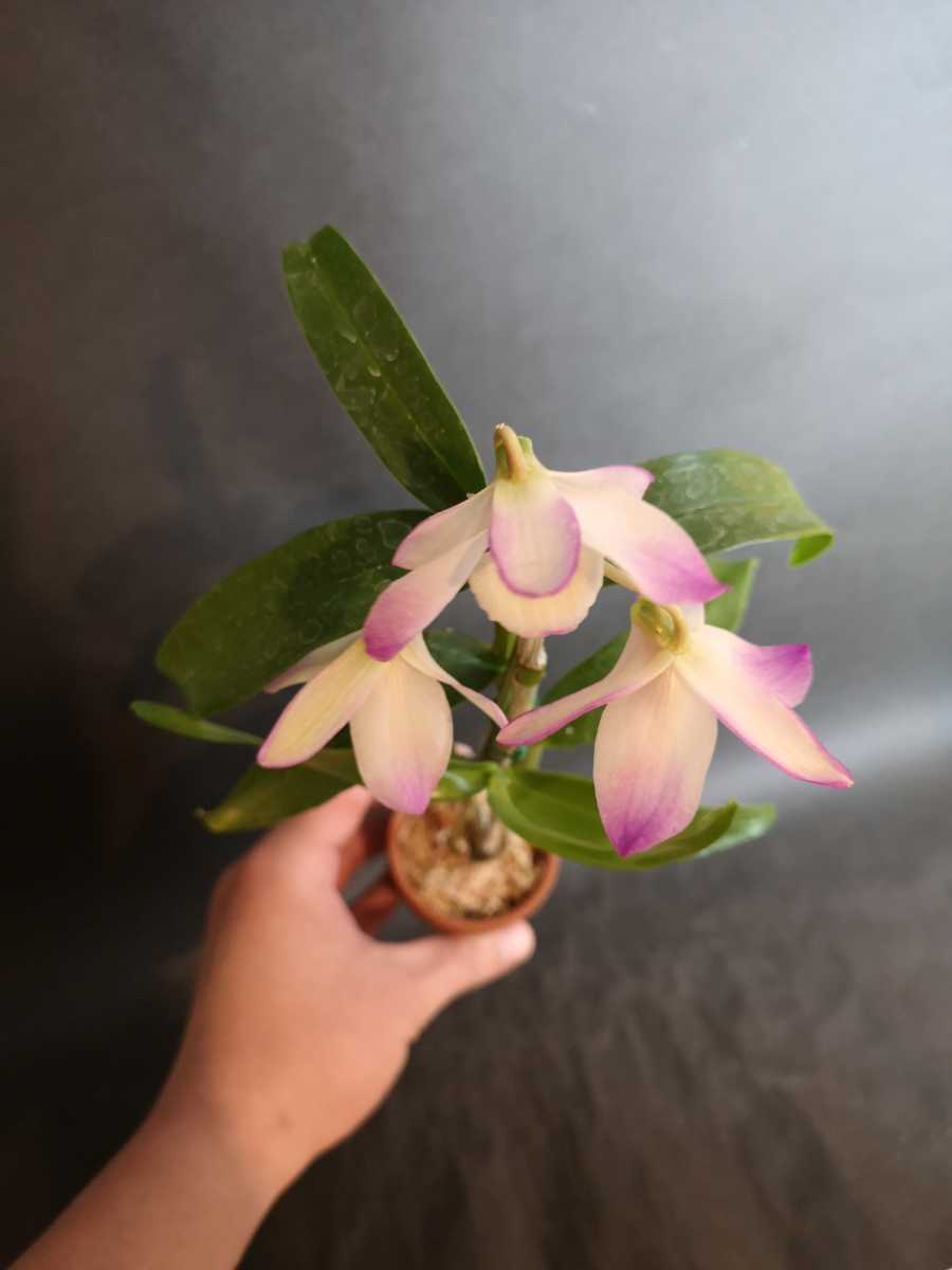 第四種 洋蘭 デンドロ 花付き 古い品種 ノビル系 Den Hinode Flamingo ラン 売買されたオークション情報 Yahooの商品情報をアーカイブ公開 オークファン Aucfan Com