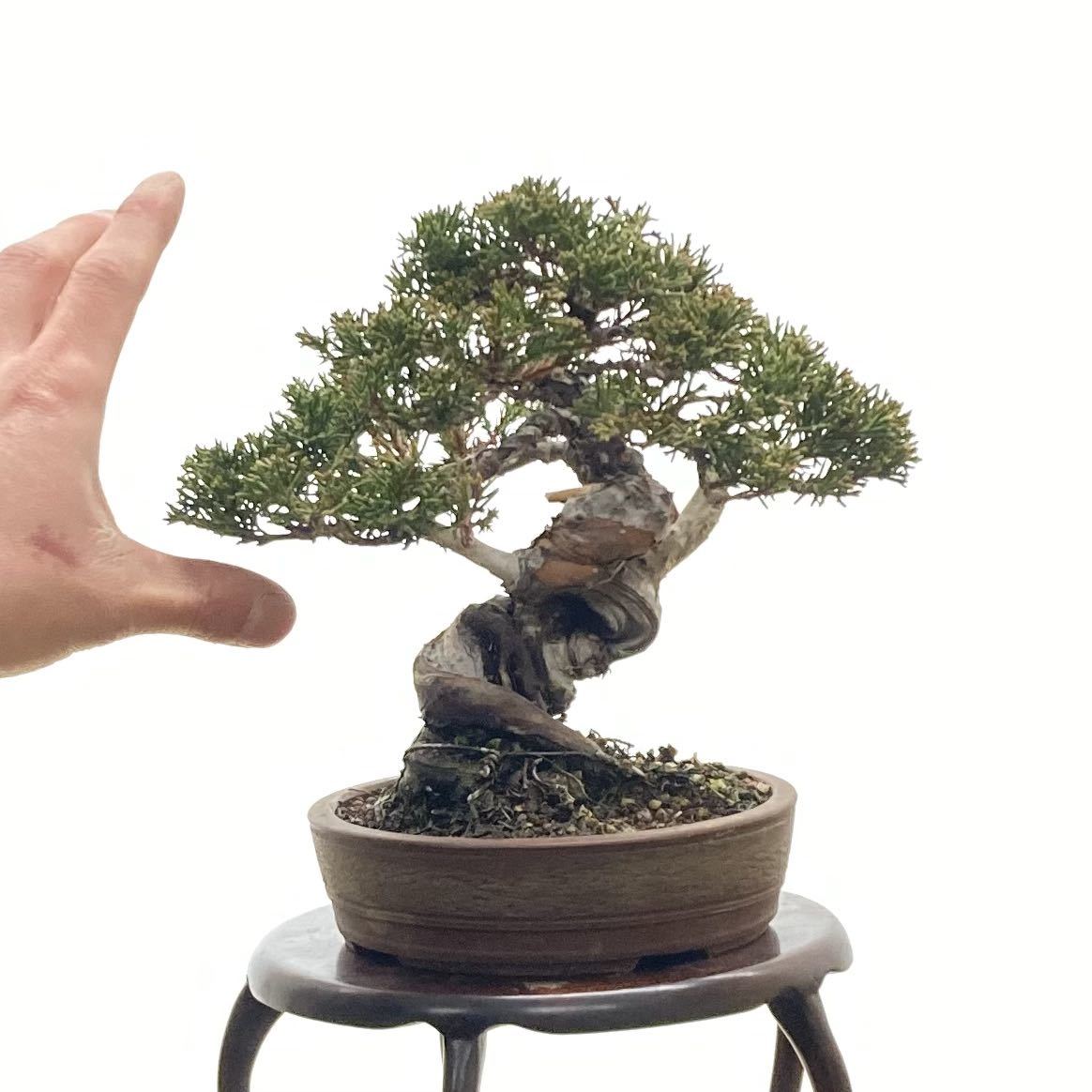 [明樹園lite]真柏 小品盆栽 16.5cm