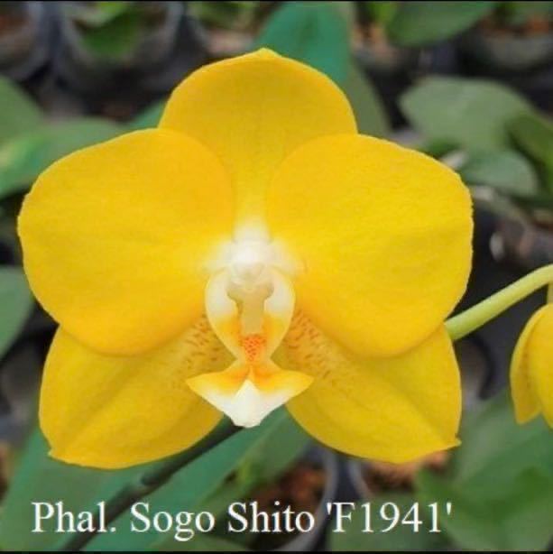 HOT，得価 ^ ^ 洋蘭 235 胡蝶蘭 新入荷 Phal.Sogo Shito &lsquo;F1941&rsquo; 芳香有り 驚くほど(ラン)｜売買されたオークション情報、yahooの商品情報をアーカイブ公開 - オークファン ラン