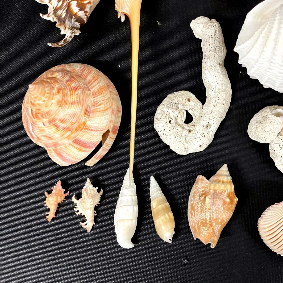 □送料無料□【美品】貝 貝殻 標本 大量 まとめてセット イトマキボラ