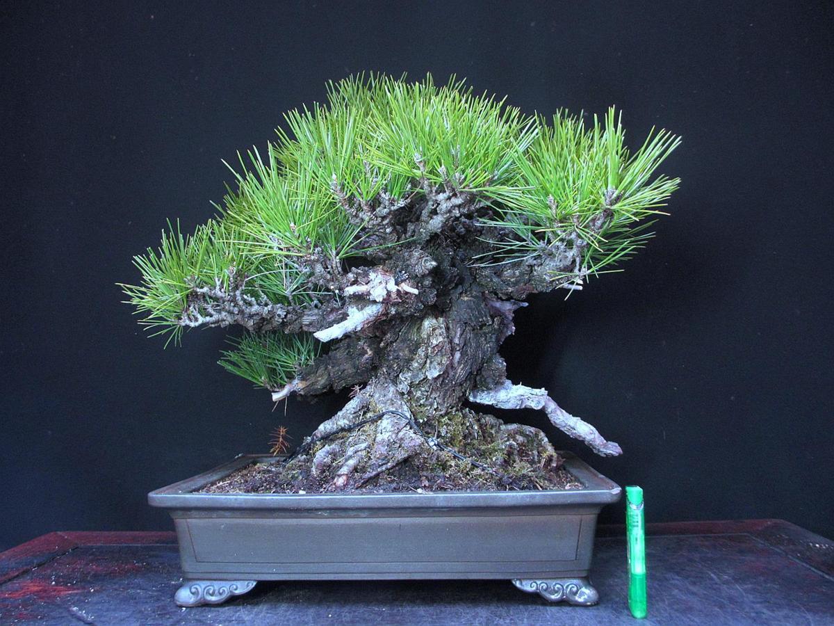 【お買い得】黒松　太幹　荒れた肌 三河黒松の幹の皮が剥がれて、赤い肌が見えていました。 これ、今後