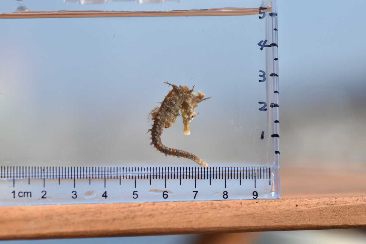 タツノオトシゴ サンゴタツ ペアセット おまかせカップルのセット 