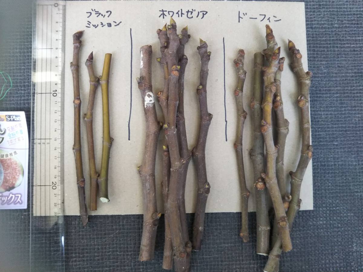 イチジク挿し穂 各種　ドーフィン他_1