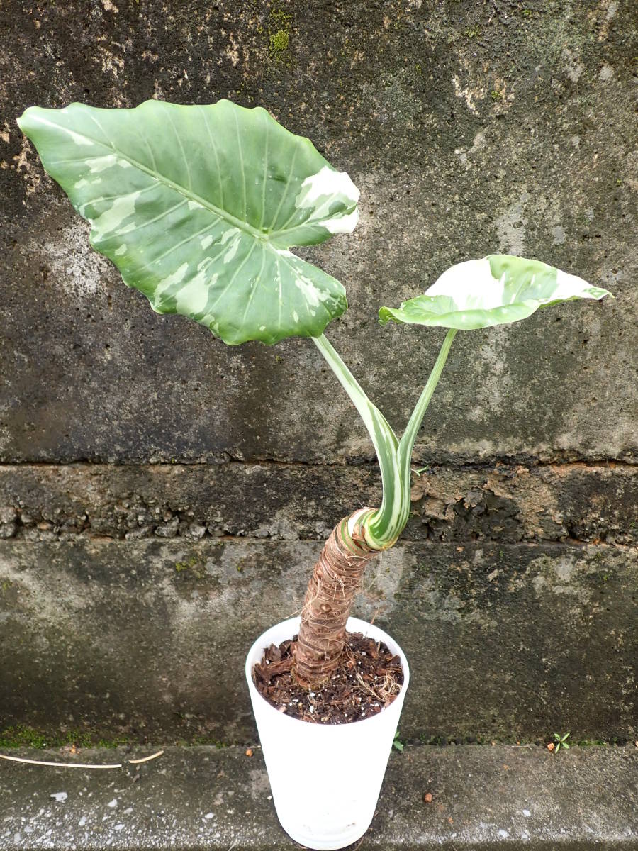 【大株】斑入りクワズイモ③ D-green クワズイモ（斑入り）子株3付！！！ 斑入り クワズイモ