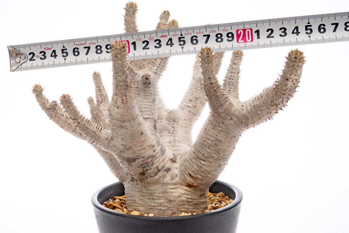 パキポディウム ホロンベンセ 発根済み （パキポディウム  