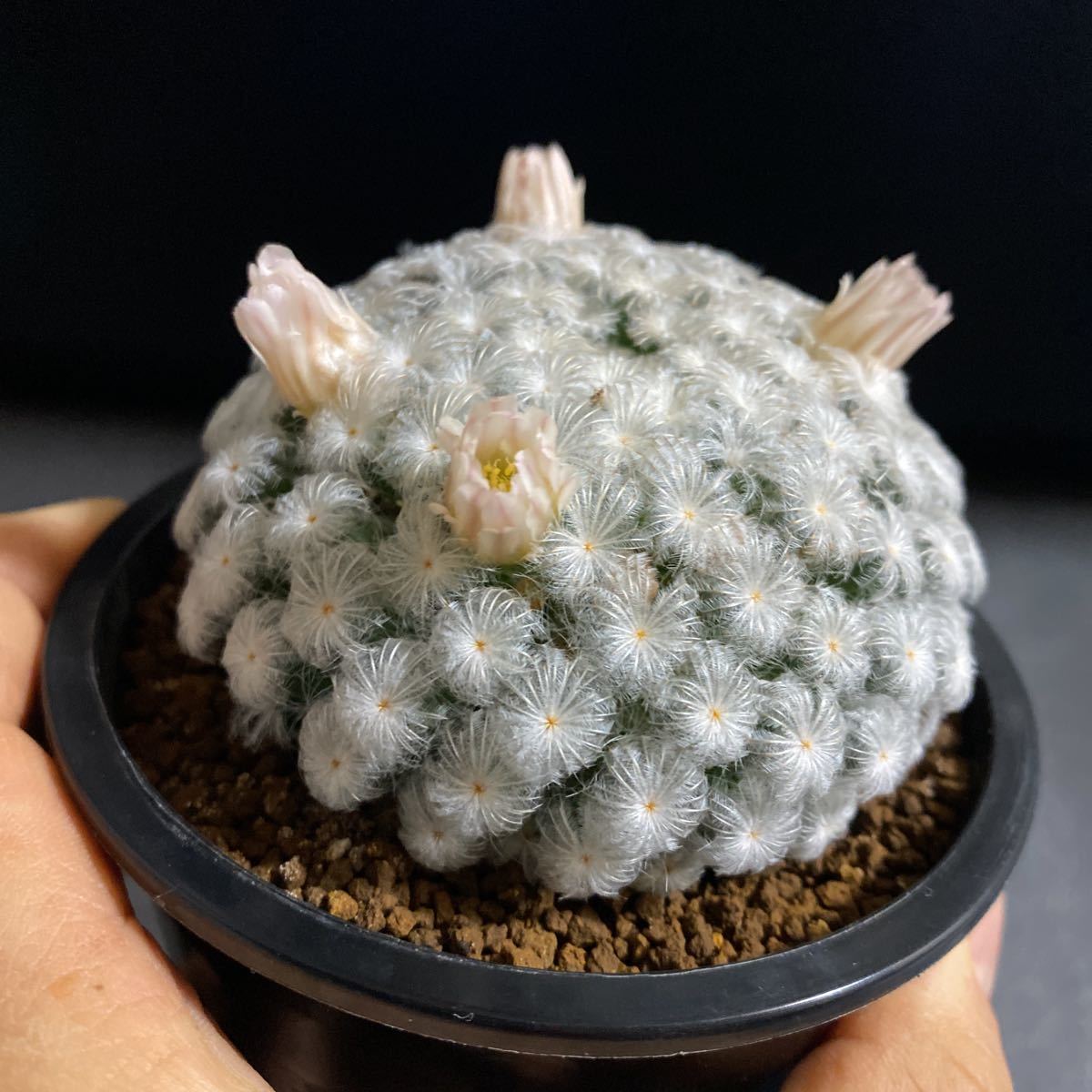 美株 ピンク花 仏頭白星 実生 マミラリア サボテン 多肉植物 サボテン 売買されたオークション情報 Yahooの商品情報をアーカイブ公開 オークファン Aucfan Com
